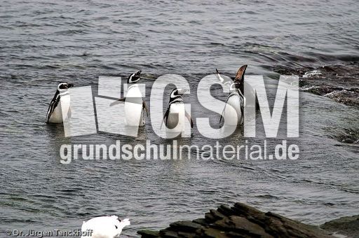 Magellanpinguin (29 von 32).jpg